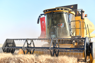 Urfa'da Buğday Hasadı Başladı