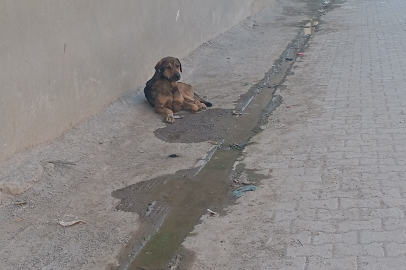 Sahipsiz Köpek Sorunu Sürüyor