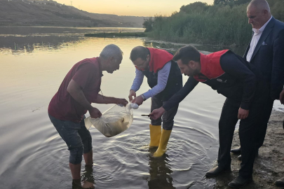 Fırat'tan Dicle’ye Balık Takviyesi