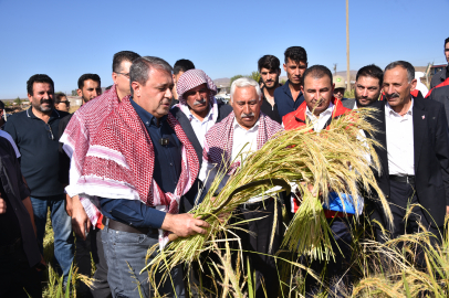 Şanlıurfa'da Pirinç Hasatı Başladı