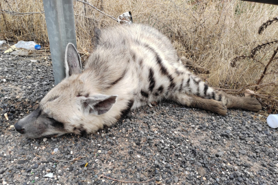 Çizgili Sırtlan Yolda Ölü Bulundu