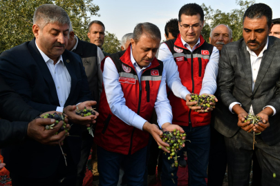 Şanlıurfa’da Zeytin Hasadı Yapıldı