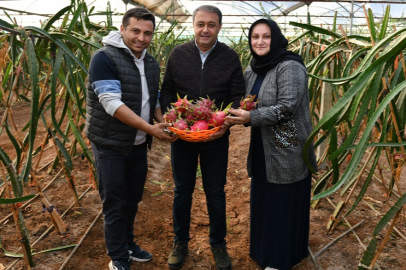 Şanlıurfa’da Ejder Meyvesi Üretiyor