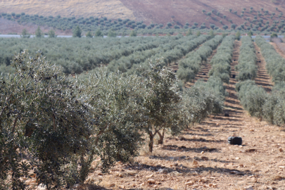 Zeytin Ağacı Sayısı 15 Kat Arttı